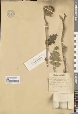 LE 01261724