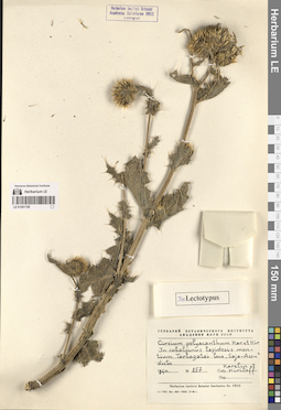 LE 01261728