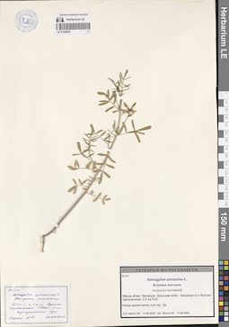 LE 01258629