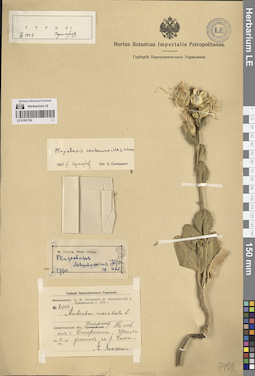 LE 01261786