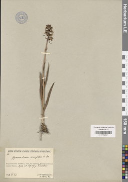 LE 01032891