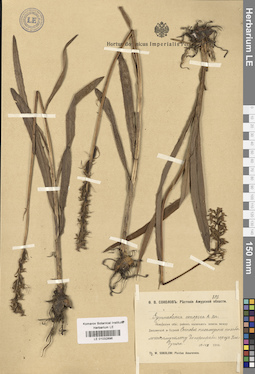 LE 01032896