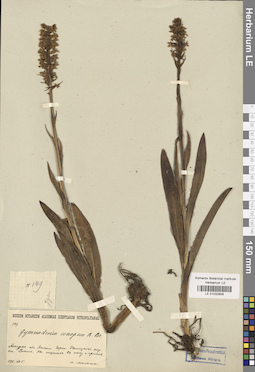 LE 01032906