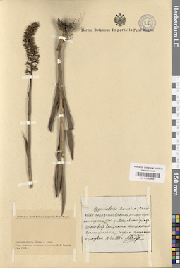 LE 01032909