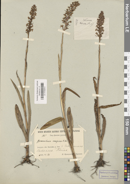 LE 01032912