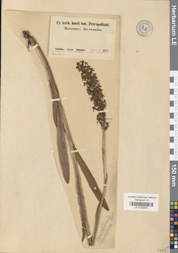 LE 01032916