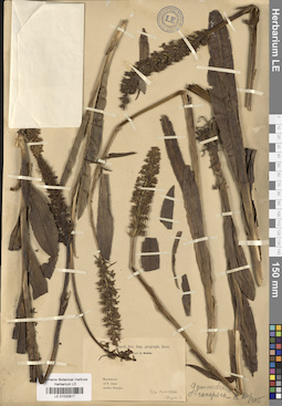 LE 01032917