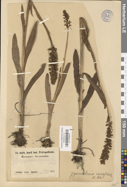 LE 01032918