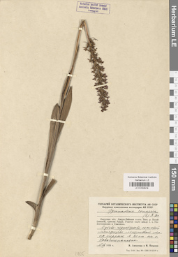 LE 01032919