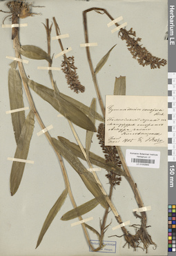LE 01032943