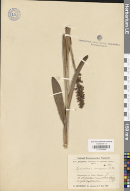 LE 01032946