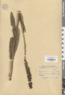 LE 01032955