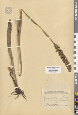 LE 01032956