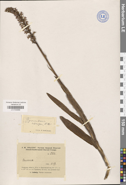 LE 01032958