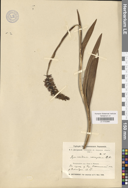 LE 01032960