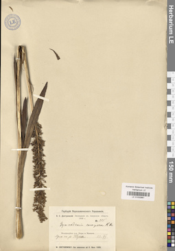LE 01032961