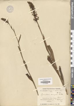 LE 01032962