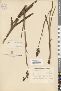 LE 01032964