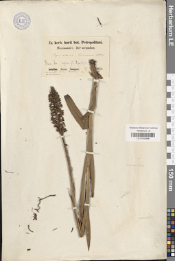 LE 01032966