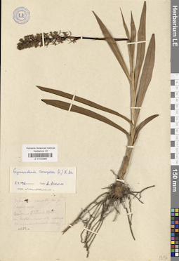 LE 01032968