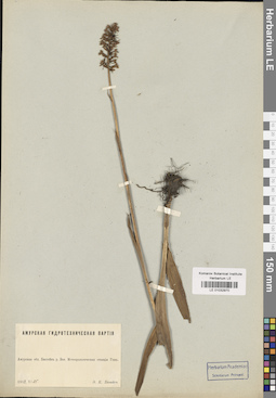 LE 01032970