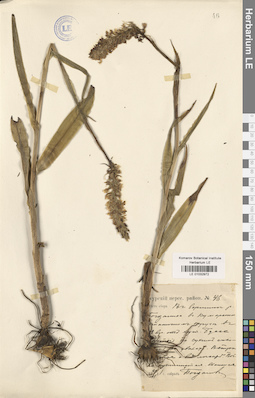 LE 01032972
