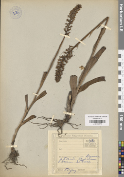LE 01032973