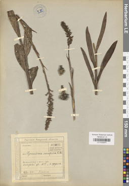 LE 01032974