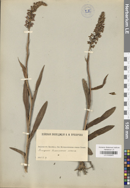 LE 01032975