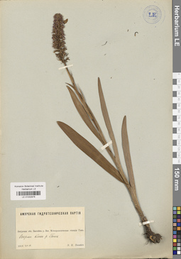 LE 01032976