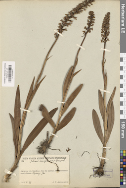 LE 01032977