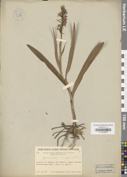LE 01032979