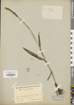 LE 01032980