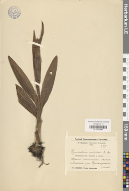 LE 01032987