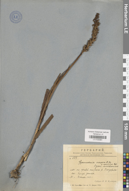 LE 01032991