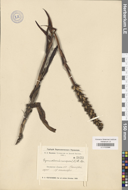 LE 01032996
