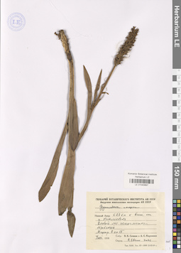 LE 01040897