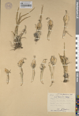 LE 01263179
