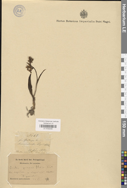 LE 01032435