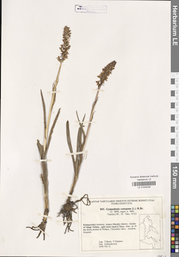 LE 01033026