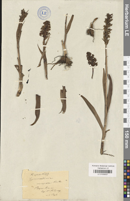 LE 01033027