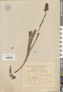 LE 01033029