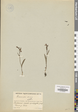 LE 01033030