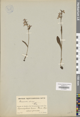 LE 01033031