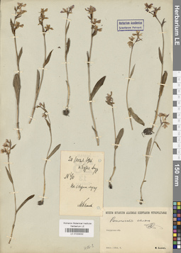 LE 01033032