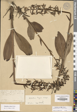 LE 01033035