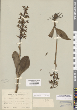 LE 01033037