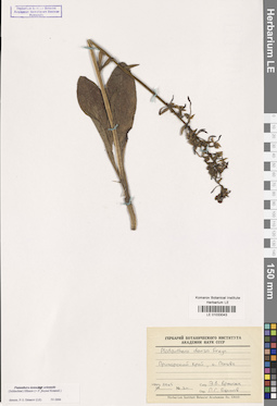 LE 01033043