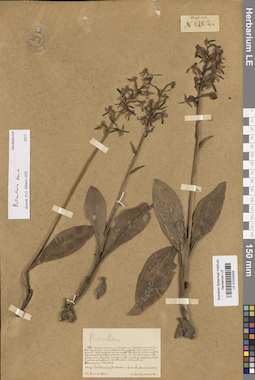 LE 01033054