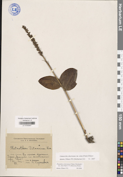LE 01033307